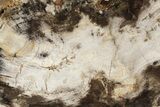 Petrified Wood (Hickory) Slab - Deschutes River, Oregon #190849-1